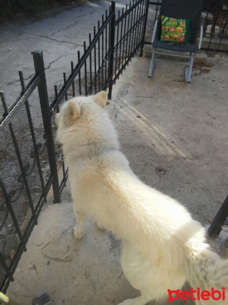 Sibirya Kurdu (Husky), Köpek  köpük fotoğrafı