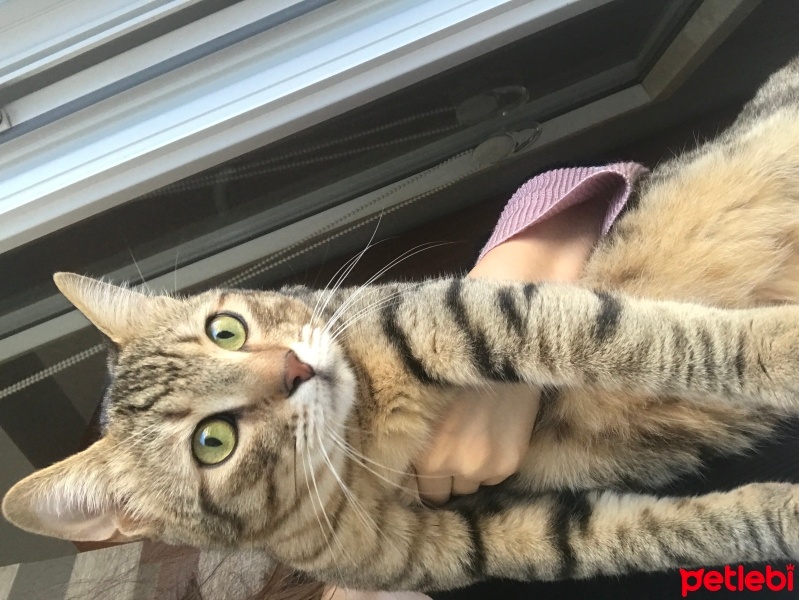 Tekir Kedi, Kedi  Karamel fotoğrafı