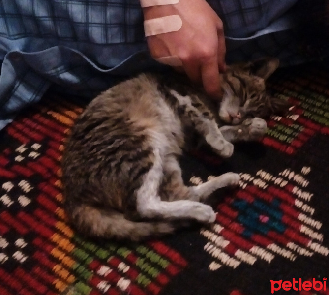 Tekir Kedi, Kedi  Kömür fotoğrafı