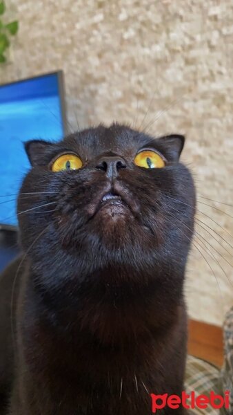 Scottish Fold, Kedi  Sabrina Akgöl fotoğrafı