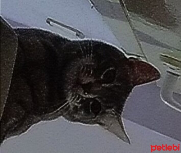 Tekir Kedi, Kedi  Venüs Pötü Mötü fotoğrafı