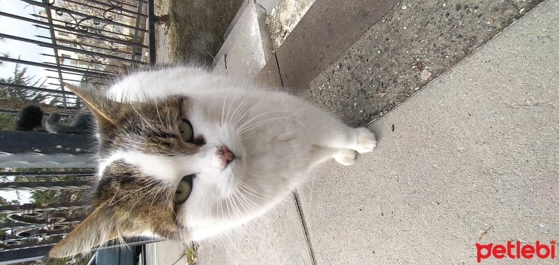 Tekir Kedi, Kedi  Venüs Pötü Mötü fotoğrafı