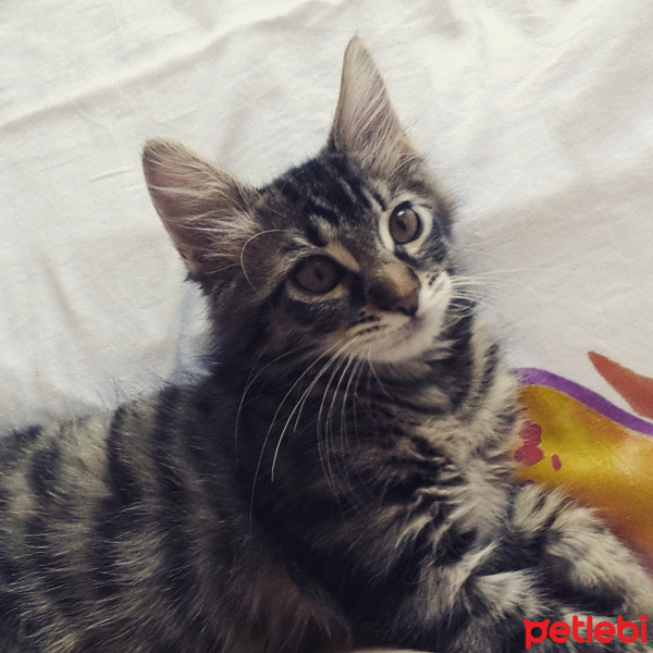 Tekir Kedi, Kedi  Ponçik fotoğrafı