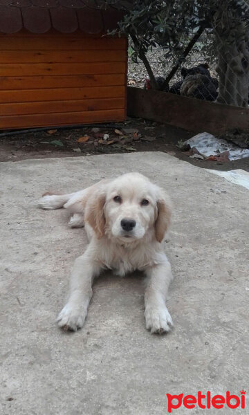 Golden Retriever, Köpek  Limon fotoğrafı