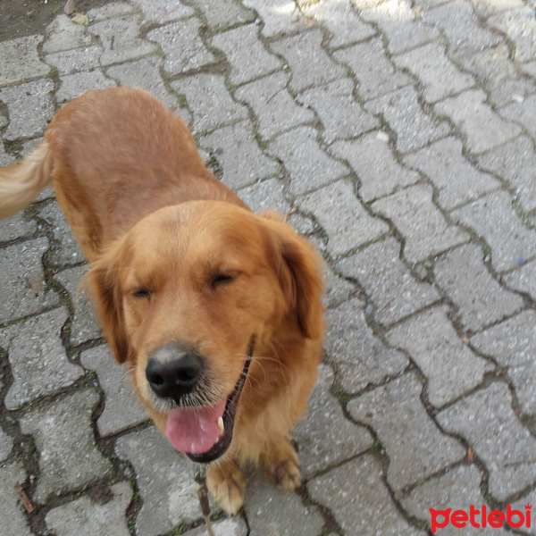 Golden Retriever, Köpek  Behlül fotoğrafı