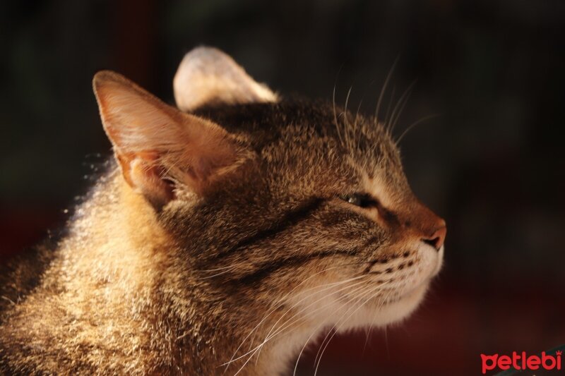 Sarman, Kedi  Samur fotoğrafı