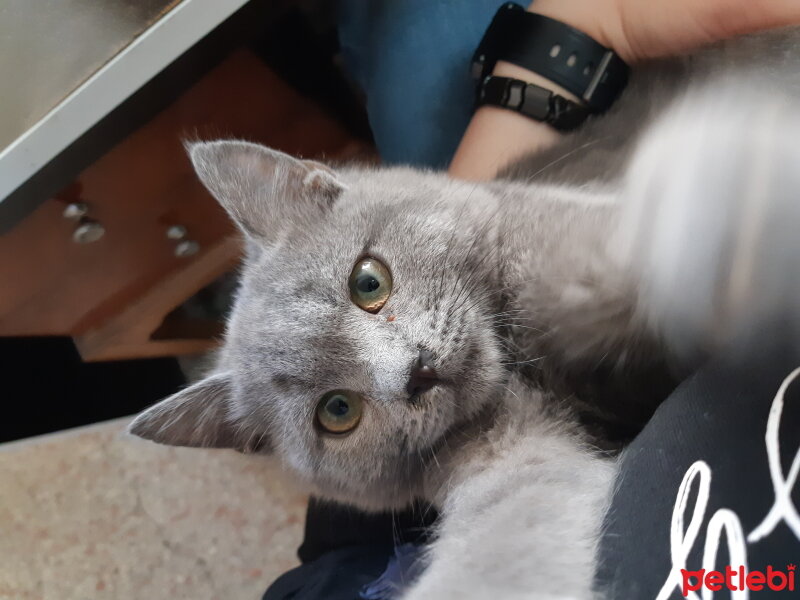 British Shorthair, Kedi  Duman fotoğrafı