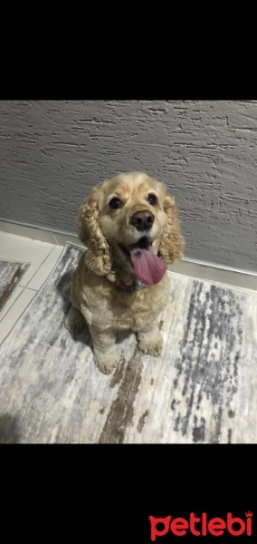 Amerikan Cocker Spaniel, Köpek  Mia fotoğrafı