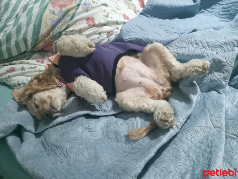 Amerikan Cocker Spaniel, Köpek  Mia fotoğrafı