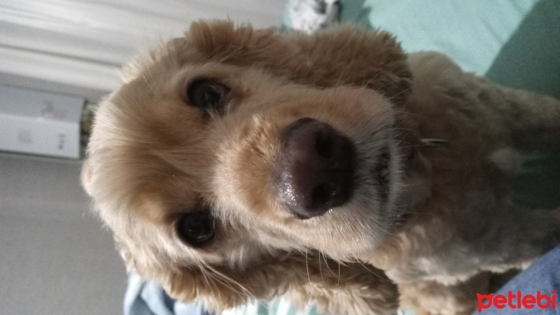 Amerikan Cocker Spaniel, Köpek  Mia fotoğrafı
