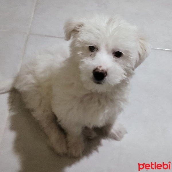 Maltese, Köpek  Lokum fotoğrafı