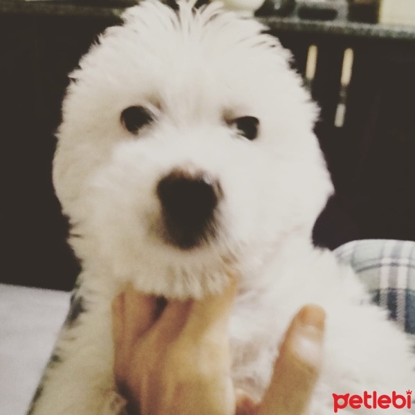 Maltese, Köpek  Lokum fotoğrafı