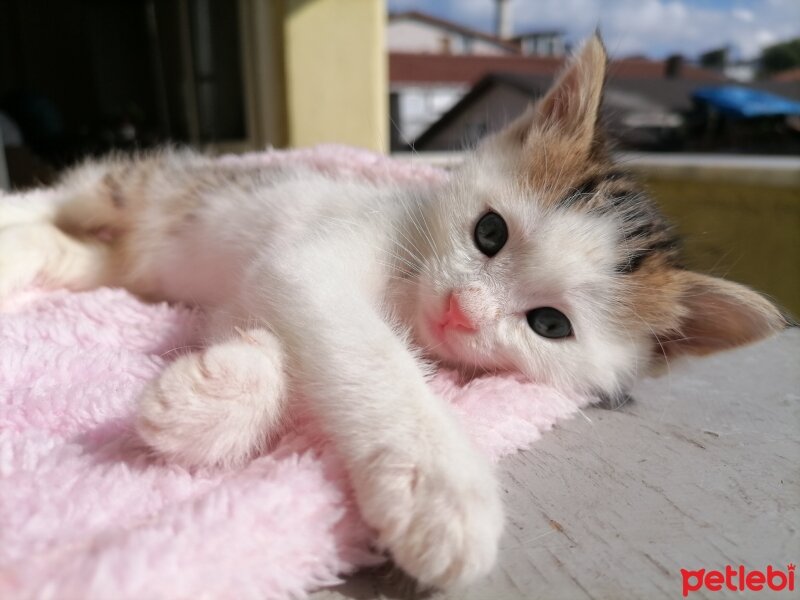 Tekir Kedi, Kedi  Balım fotoğrafı