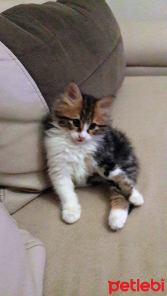 Norwegian Forest, Kedi  MİNYONDOLARES fotoğrafı