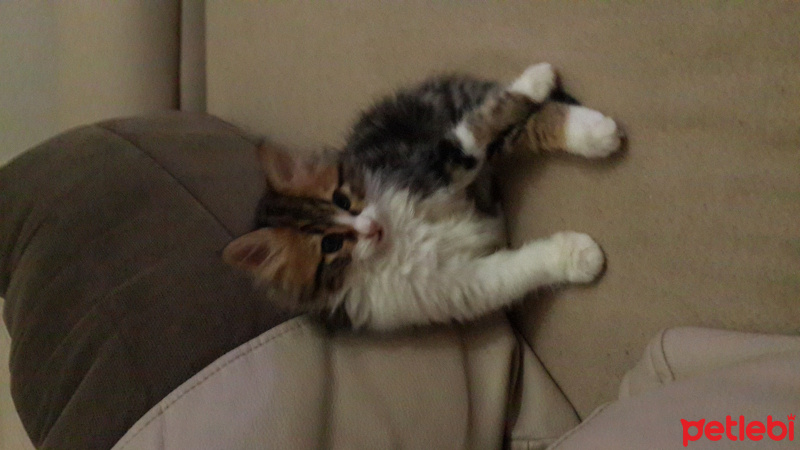 Norwegian Forest, Kedi  MİNYONDOLARES fotoğrafı