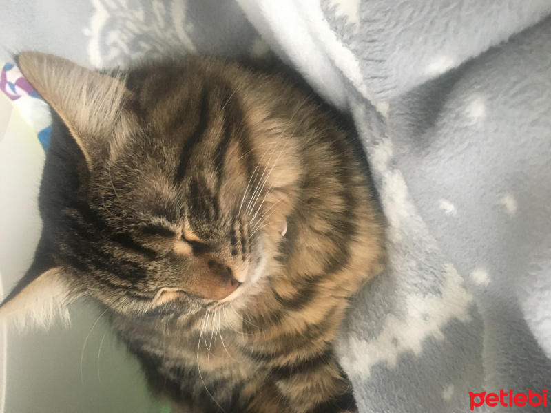 Tekir Kedi, Kedi  Şanslı fotoğrafı