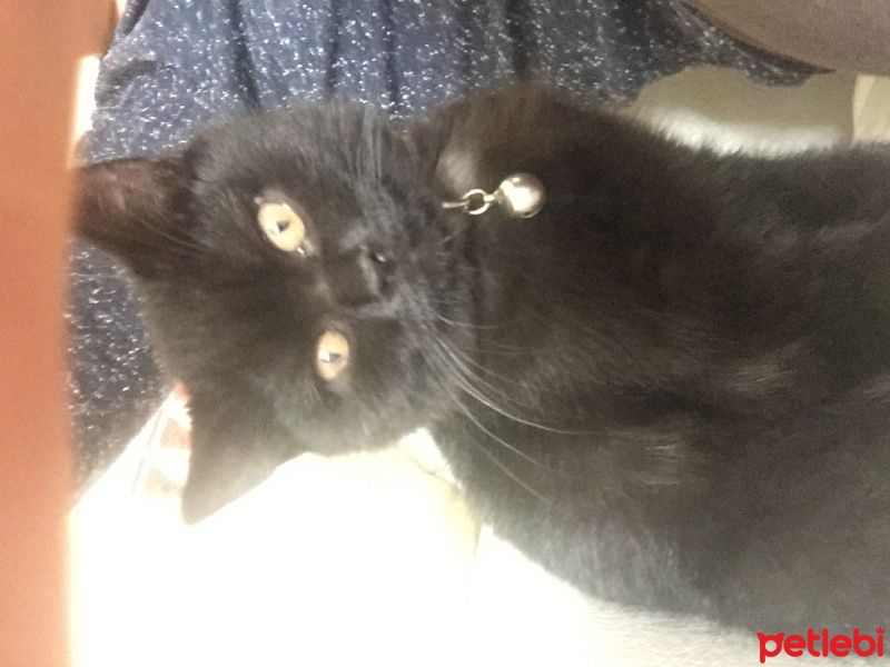British Shorthair, Kedi  Leo fotoğrafı