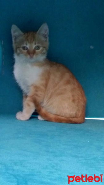 Tekir Kedi, Kedi  İsmini sizin belirlemenizi bekliyor fotoğrafı