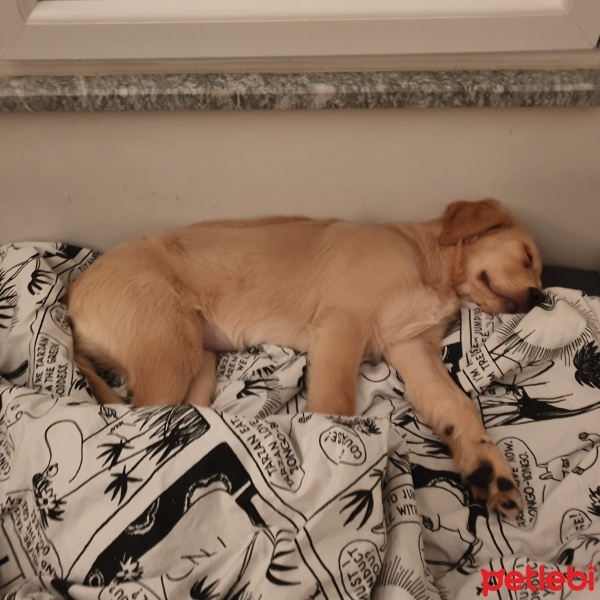 Golden Retriever, Köpek  Bobi fotoğrafı