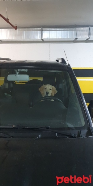 Golden Retriever, Köpek  Bobi fotoğrafı