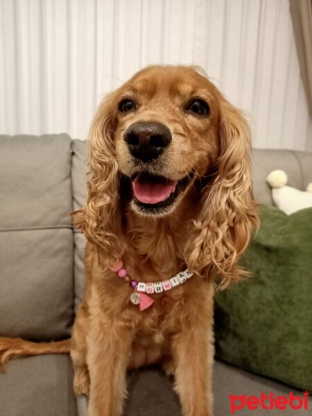 İngiliz Cocker Spaniel, Köpek  Hörmian fotoğrafı