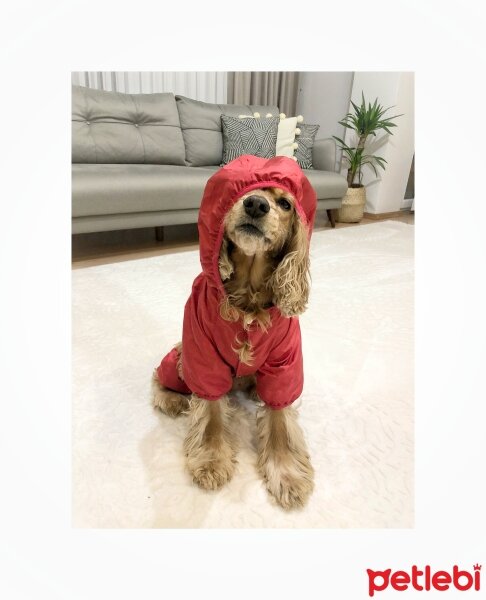 İngiliz Cocker Spaniel, Köpek  Hörmian fotoğrafı