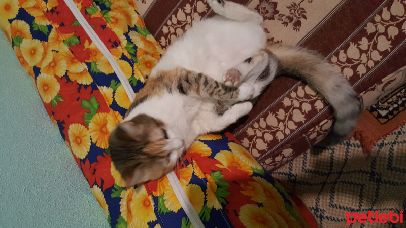 Tekir Kedi, Kedi  Marifetli fotoğrafı