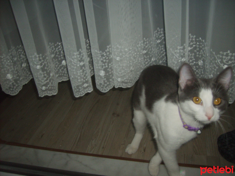 Tuxedo (Smokin) Kedi, Kedi  Eva fotoğrafı