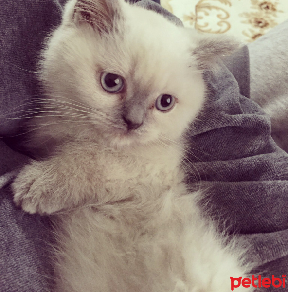 Brazilian Shorthair, Kedi  Bulut fotoğrafı