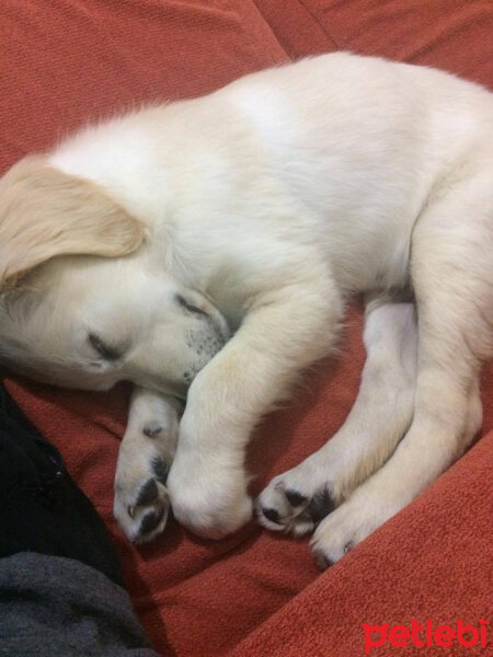 Golden Retriever, Köpek  Yavru Ares fotoğrafı