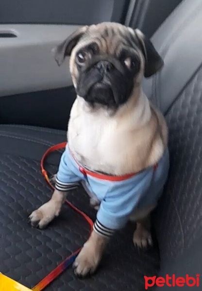 Pug, Köpek  Casper fotoğrafı