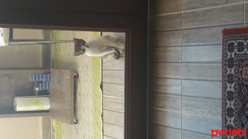Tekir Kedi, Kedi  Pamuk fotoğrafı