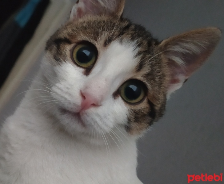 Tekir Kedi, Kedi  Leyla fotoğrafı