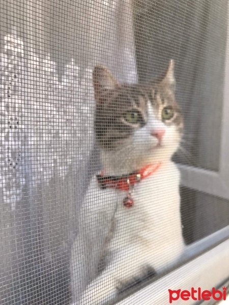 Tekir Kedi, Kedi  Boncuk fotoğrafı
