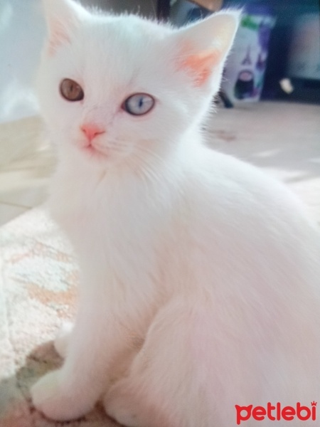British Shorthair, Kedi  Sakiz fotoğrafı