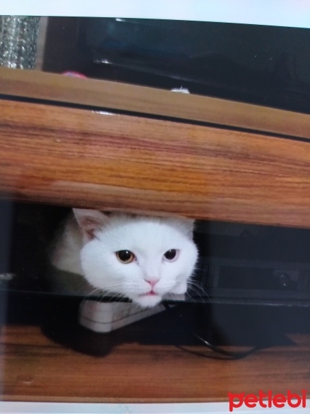 British Shorthair, Kedi  Sakiz fotoğrafı