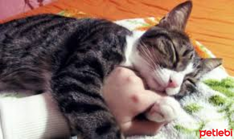 Tekir Kedi, Kedi  susam fotoğrafı