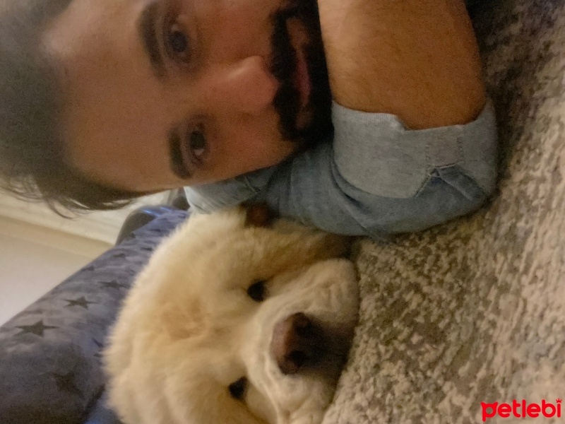 Chow Chow (çin Aslanı), Köpek  Bobi fotoğrafı