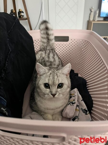 British Shorthair, Kedi  Çakıl fotoğrafı