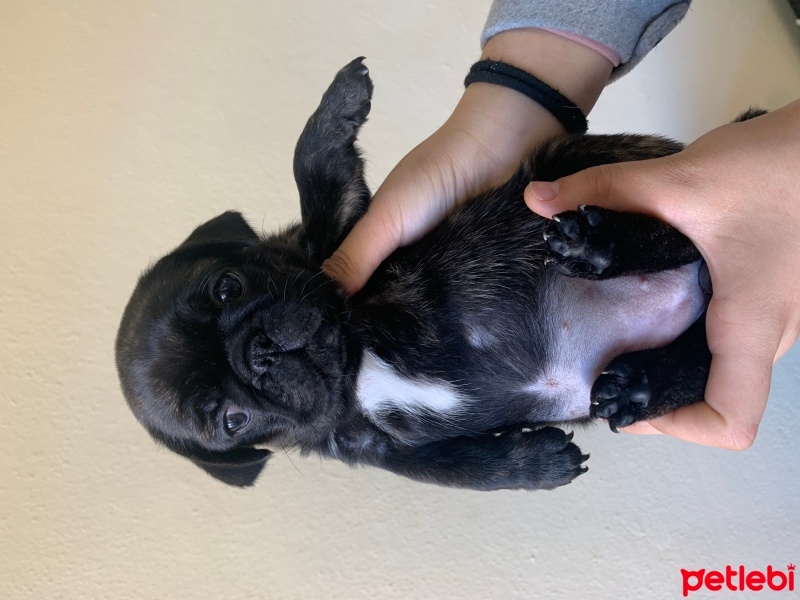 Pug, Köpek  Pug yavru fotoğrafı