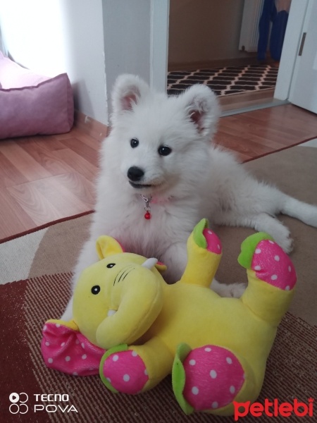 Samoyed, Köpek  SKY fotoğrafı