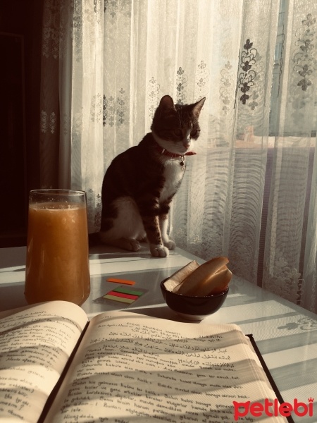 American Curl, Kedi  Bulut fotoğrafı