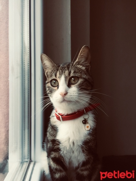 American Curl, Kedi  Bulut fotoğrafı