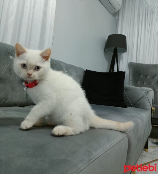 British Shorthair, Kedi  Leo fotoğrafı