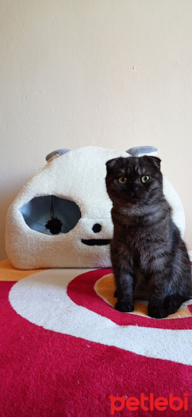 Scottish Fold, Kedi  oscar fotoğrafı