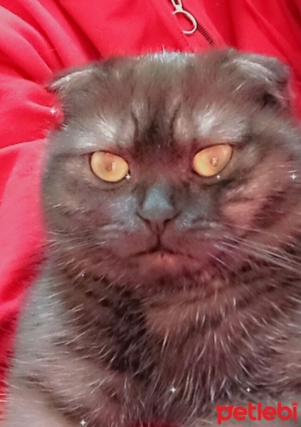 Scottish Fold, Kedi  oscar fotoğrafı