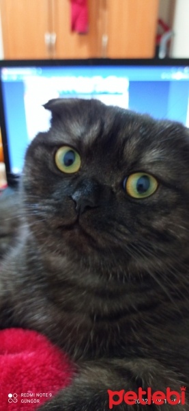 Scottish Fold, Kedi  oscar fotoğrafı
