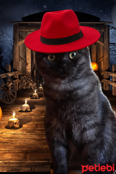 Scottish Fold, Kedi  oscar fotoğrafı