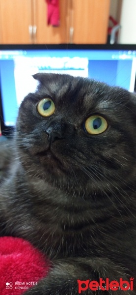 Scottish Fold, Kedi  oscar fotoğrafı