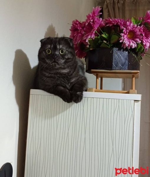 Scottish Fold, Kedi  oscar fotoğrafı